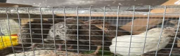 Quail poultry for sale: Male quails  - Advert 2