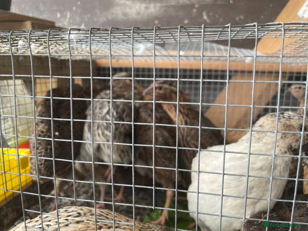 Quail poultry for sale: Male quails  - Advert 2