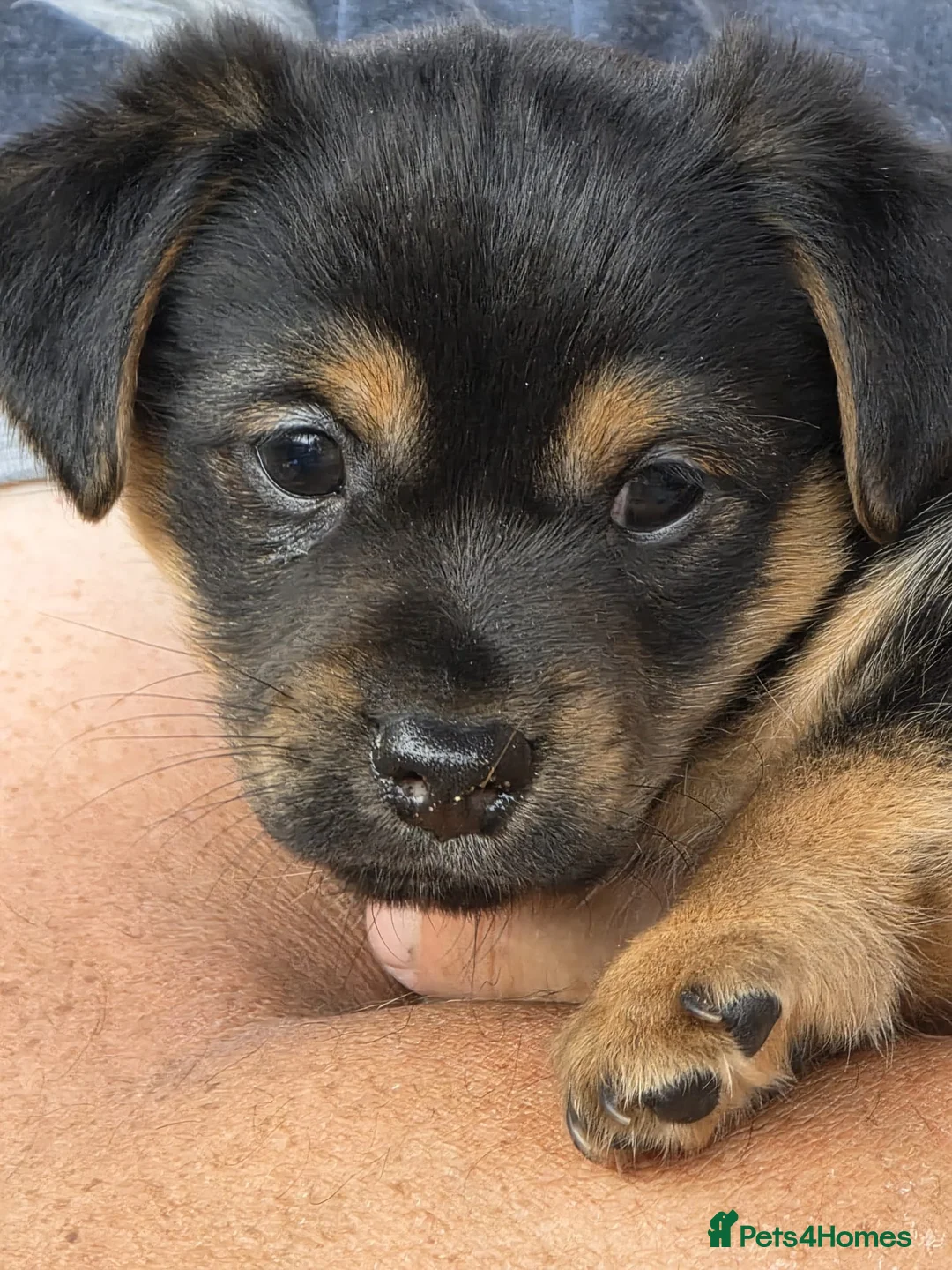 Jack Russell dogs for sale: Jack Russell puppies  in Newport - Advert 2