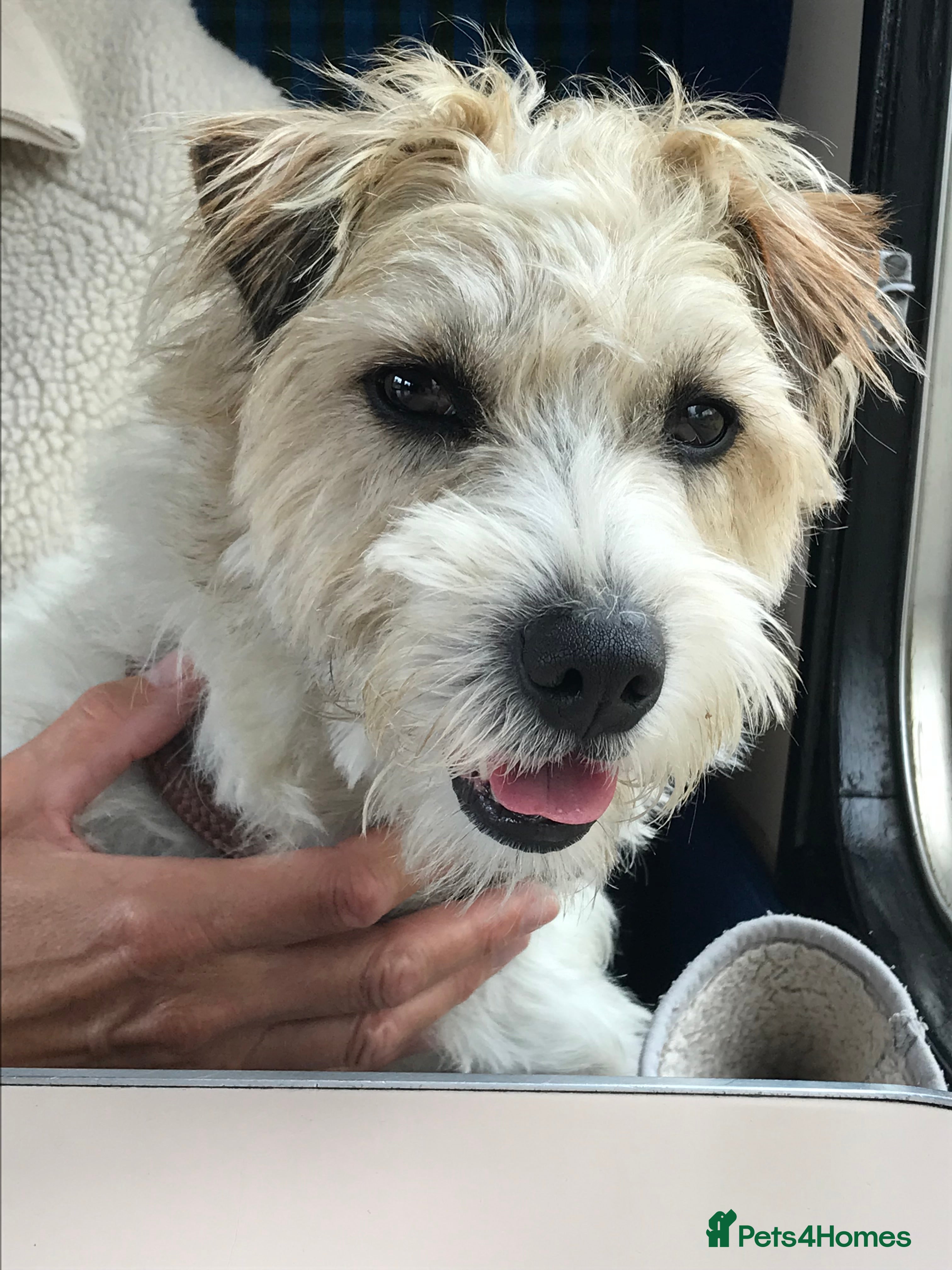 Parson Russell dogs Parson jack russell terrier  in Barnsley - Advert 2