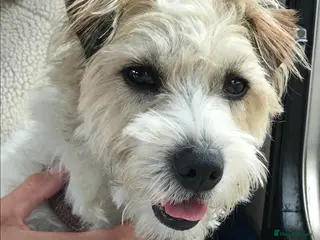 Parson Russell dogs Parson jack russell terrier in Barnsley - Advert 2