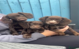 Cocker Spaniel dogs for sale: KC Working Cocker Spaniels available now - Image 3