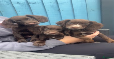 Cocker Spaniel dogs - Advert 4