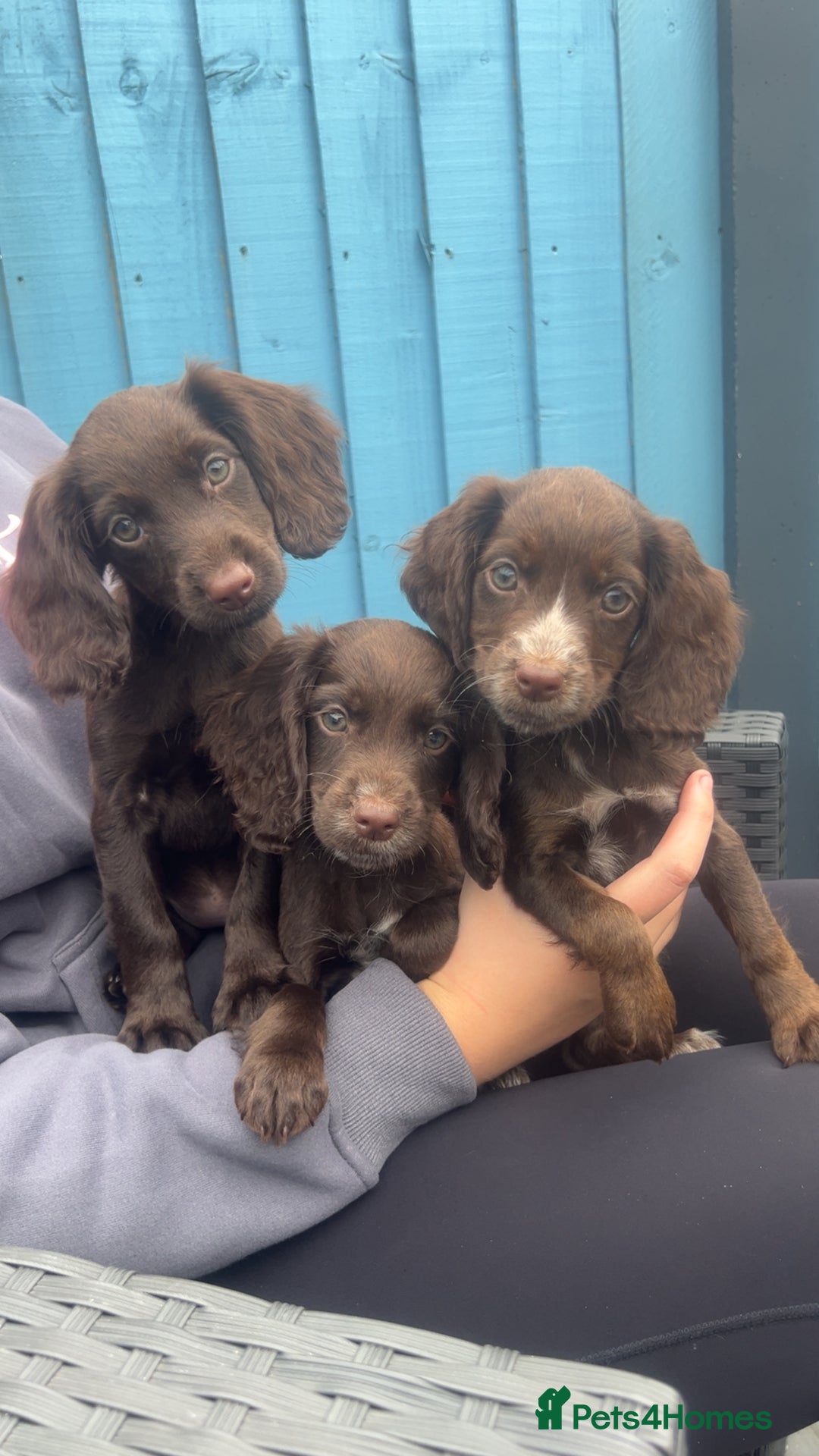 Cocker Spaniel dogs for sale: KC Working Cocker Spaniels available now - Image 3