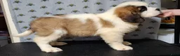 Saint Bernard dogs for sale: Show Quality Saint Bernard's  - Advert 2