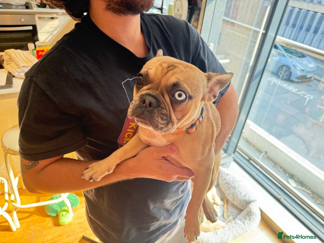 French Bulldog dogs for sale: French bulldog girl Riri - Image 1