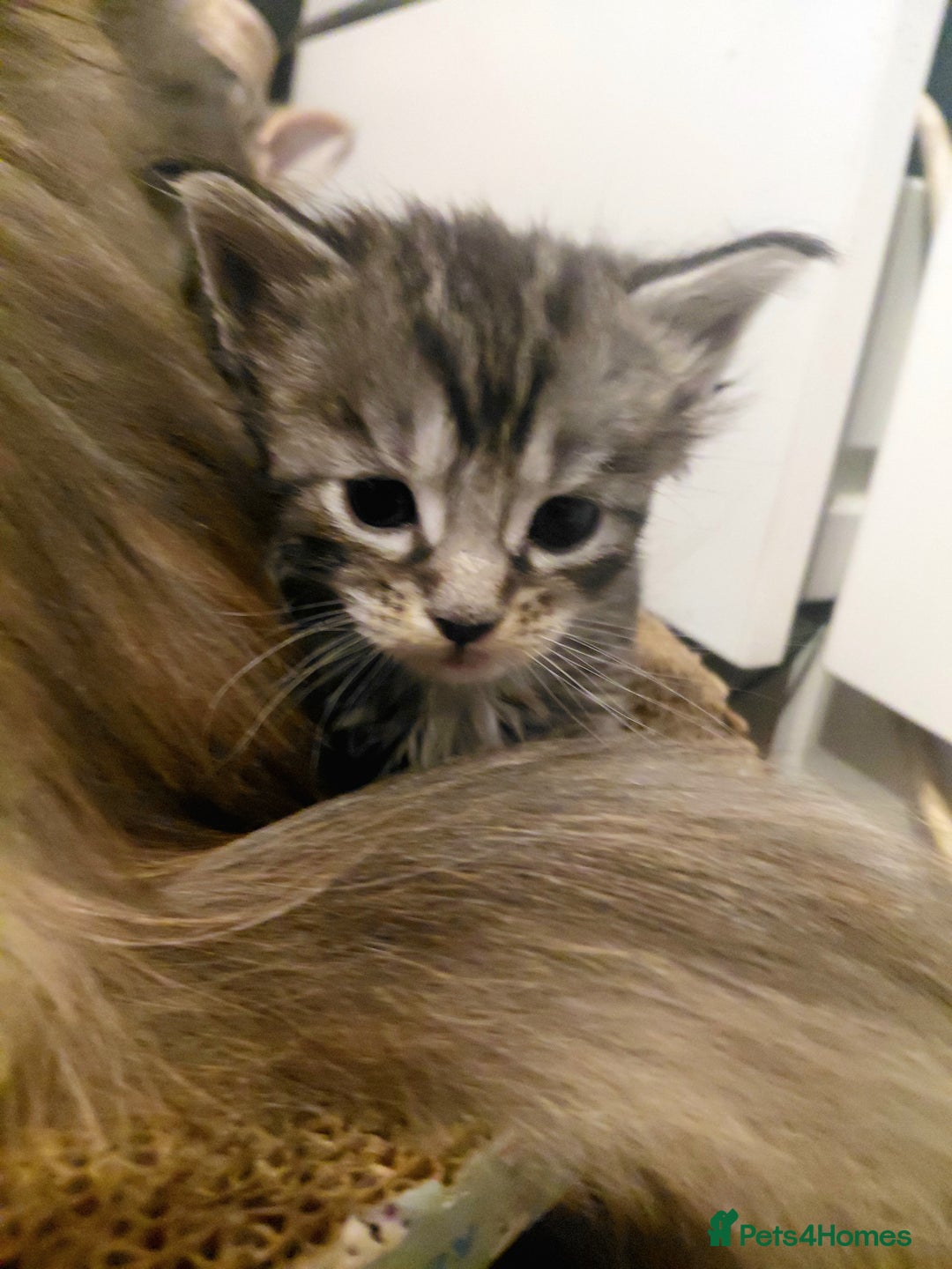 Maine Coon cats for sale: Maine Coon kittens  - Advert 20