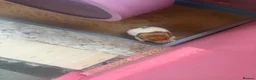 Hamster rodents for sale: Syrian hamster free to a good home  - Advert 12