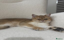 British Shorthair cats for sale: Golden british shorthair boy - Image 4