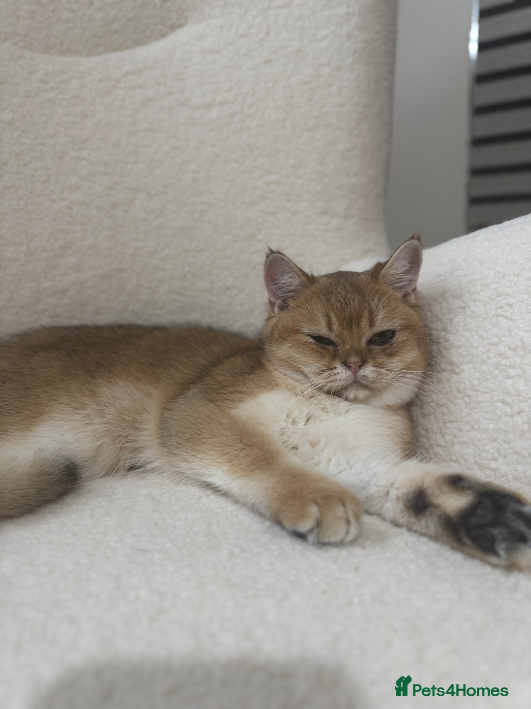British Shorthair cats for sale: Golden british shorthair boy - Image 4