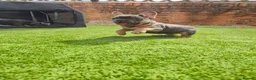French Bulldog dogs for sale: Last two females ready this weekend, KC Registered - Advert 19