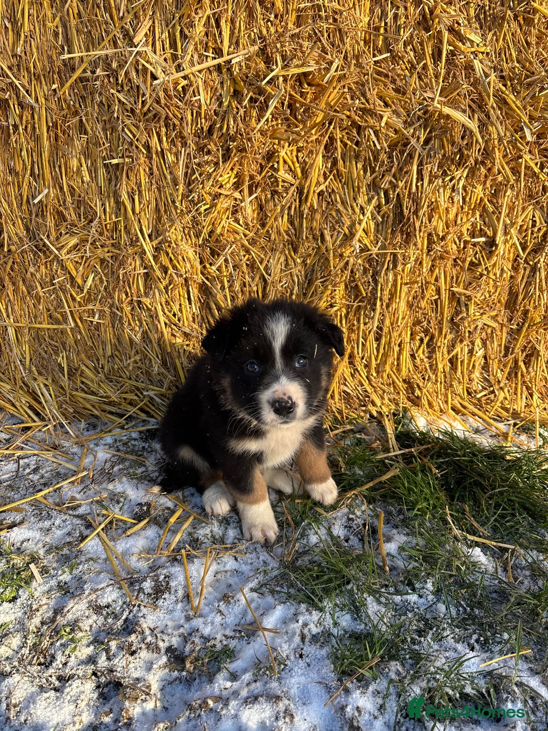 Border Collie dogs for sale: Quality Long Coated Tri Border Collie Puppies - Advert 14