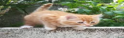Mixed Breed cats for sale: AMAZING, BEAUTIFUL, CLEVER, HEALTHY KITTENS - Advert 17