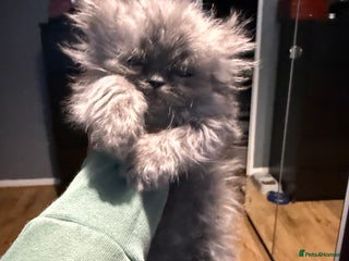 Persian cats Last Boy left 9weeks and 2 days old - Advert 3