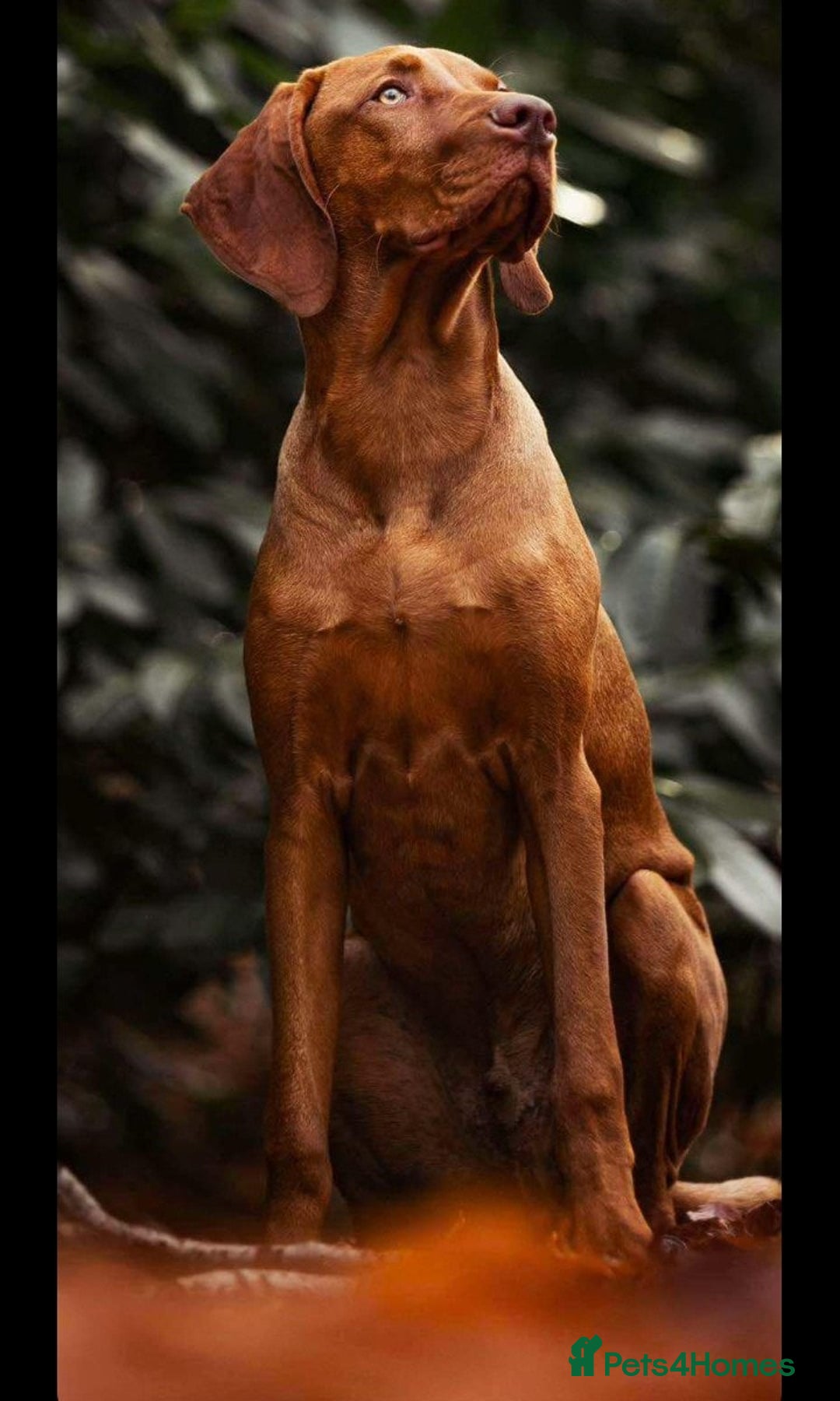 Hungarian Vizsla dogs for sale: Hungarian Vizsla Puppies due mid Dec - Advert 5