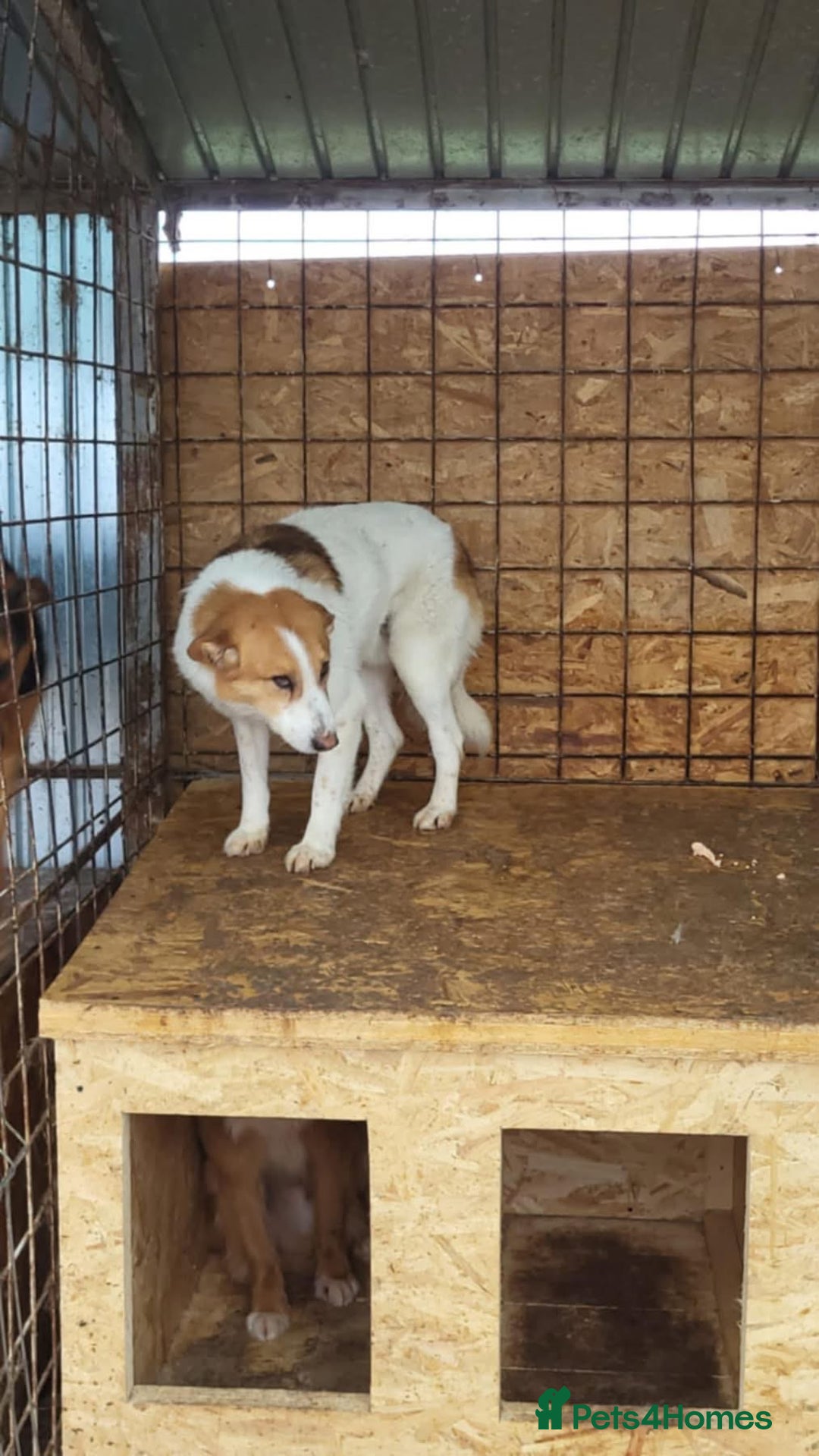 Mixed Breed dogs for adoption: Freud - Norwich Norfolk  - Advert 19