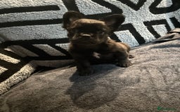 French Bulldog dogs for sale: French bulldogs , one fluffy (like his mum)  - Image 26