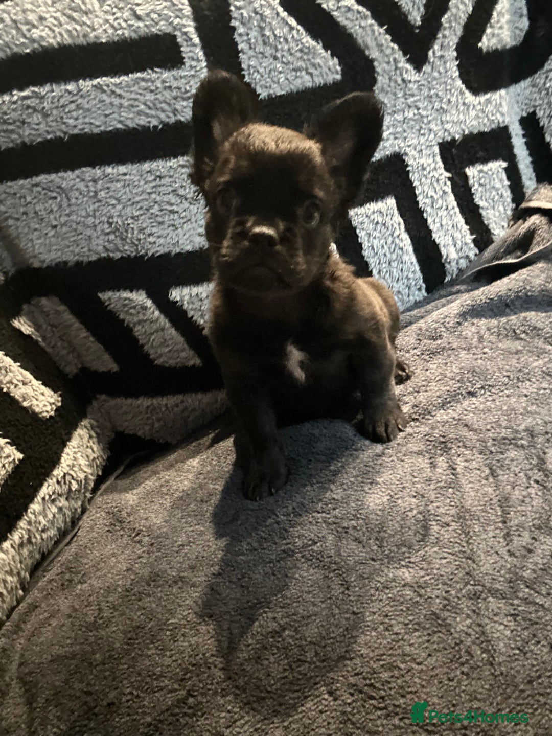 French Bulldog dogs for sale: French bulldogs , one fluffy (like his mum)  - Image 26