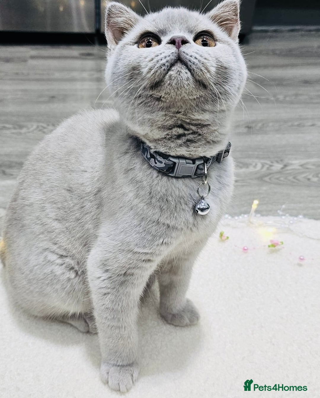 British Shorthair cats for sale: Beautiful Rare Fawn Lilac British Shorthair Girl! - Advert 16