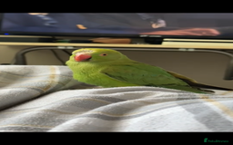 Ringnecks birds for sale: Beautiful Indian Ringneck - Image 1
