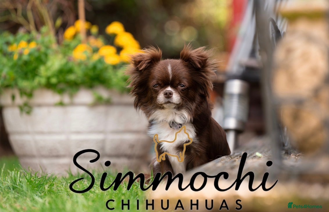 Chihuahua dogs for sale: Exquisite long coat chihuahuas  - Advert 5
