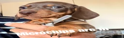 Miniature Dachshund dogs for sale: Licensed. Min smooth, kc/pra clear ready 25/5  - Advert 6