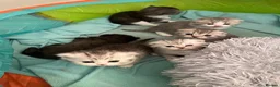 Scottish Fold cats for sale: British shorthair mix with Scottish fold  - Advert 13