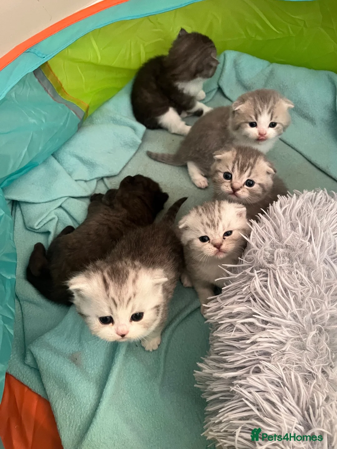 Scottish Fold cats for sale: British shorthair mix with Scottish fold  - Advert 13