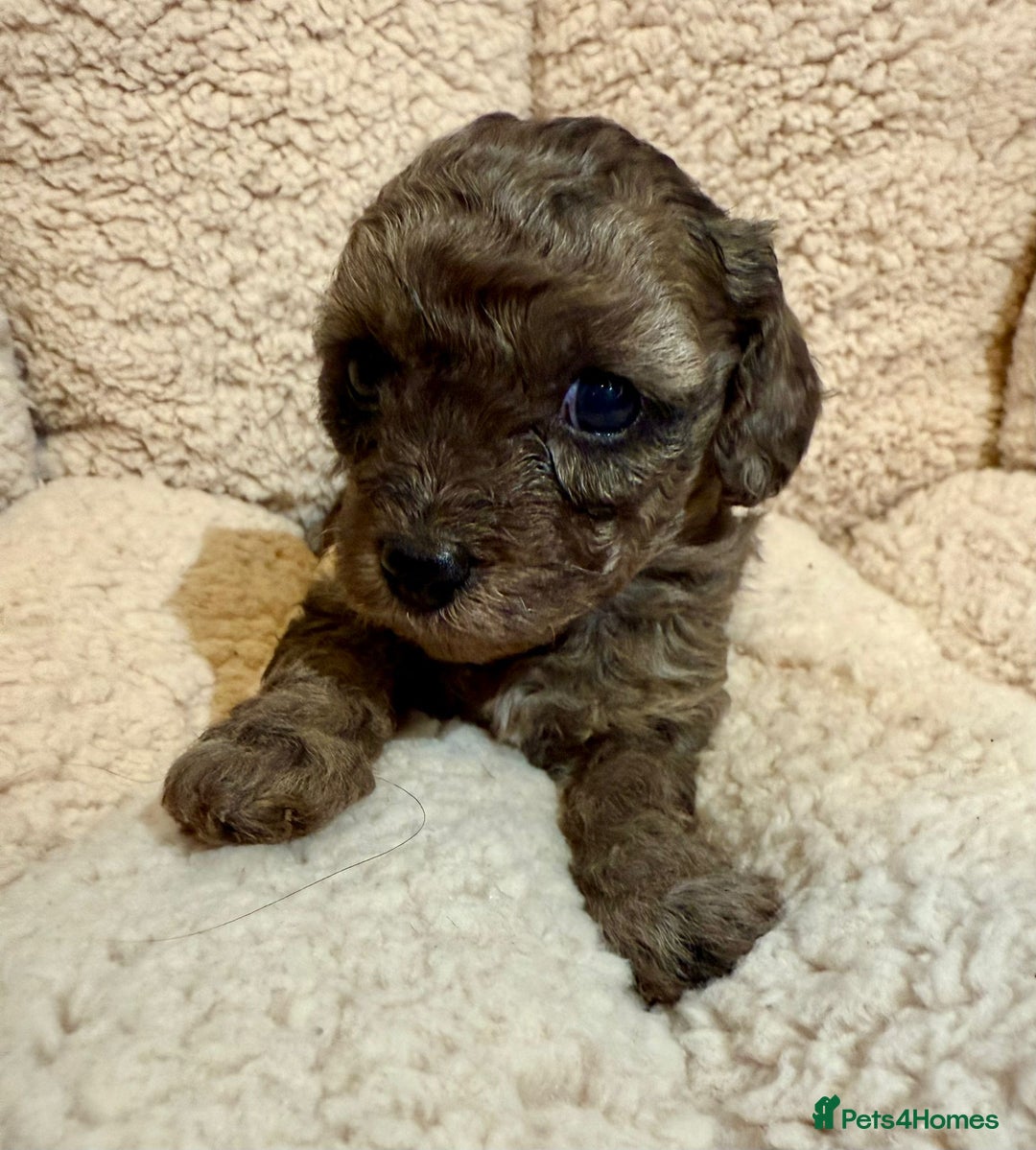 Mixed Breed dogs for sale: Gorgeous cavapoochon puppies - Advert 37