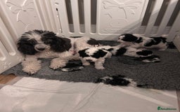 Miniature Poodle dogs for sale: Parti Miniature Poodles - Image 3