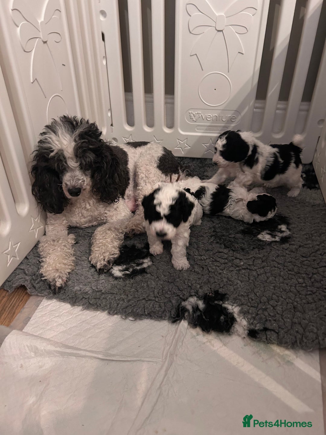 Miniature Poodle dogs for sale: Parti Miniature Poodles - Image 3