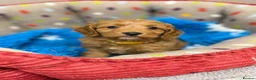 Cavapoo dogs for sale: F1 Toy Cavapoo’s  - Advert 1