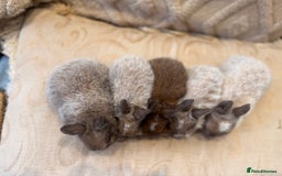 Netherland Dwarf rabbits for sale: 5 Adorable Netherland Dwarf Bunnies - Image 3