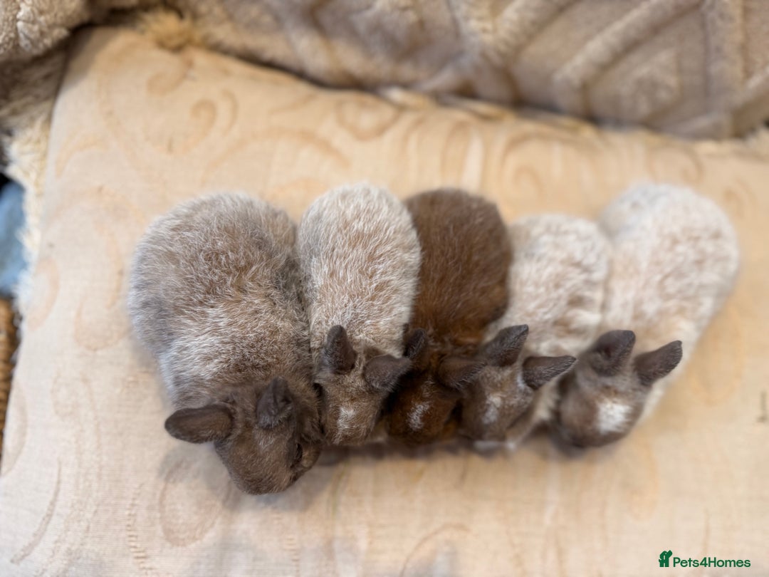 Netherland Dwarf rabbits for sale: 5 Adorable Netherland Dwarf Bunnies - Image 3
