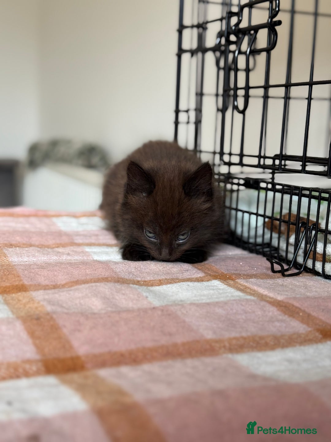 British Longhair cats for sale: Male  British long haired kittens - Image 18