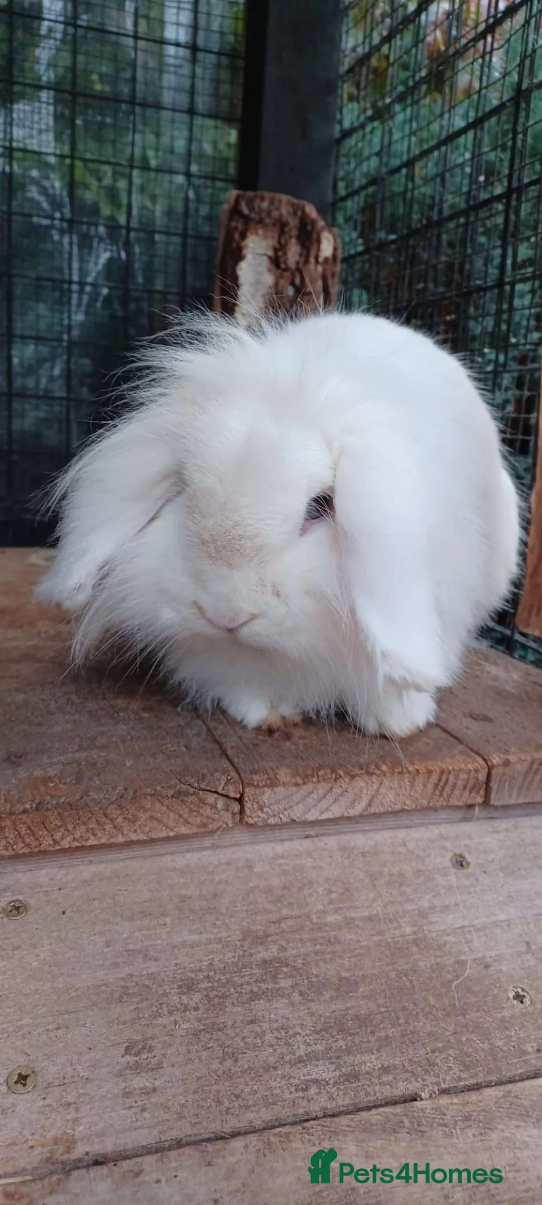 Mini Lop rabbits for sale: Mini lop. Male  in Coulsdon - Advert 8
