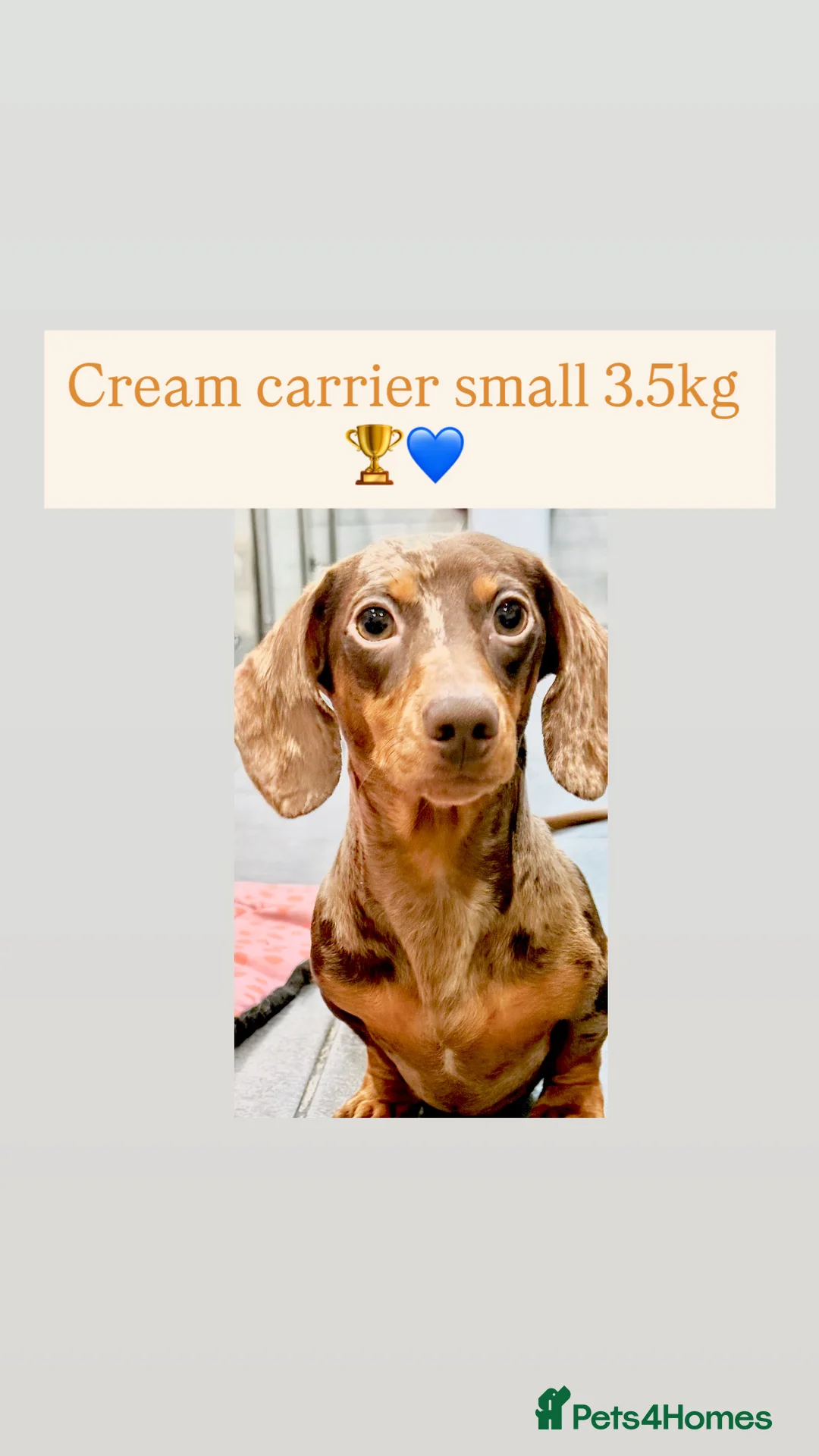 Miniature Dachshund dogs for stud: 🩵🧡 Very small mini Kc full Health tested 🩵🧡 in Accrington - Advert 2