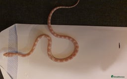 Corn Snake reptiles for sale: 🐍2 left ready to go 🐍 - Image 4