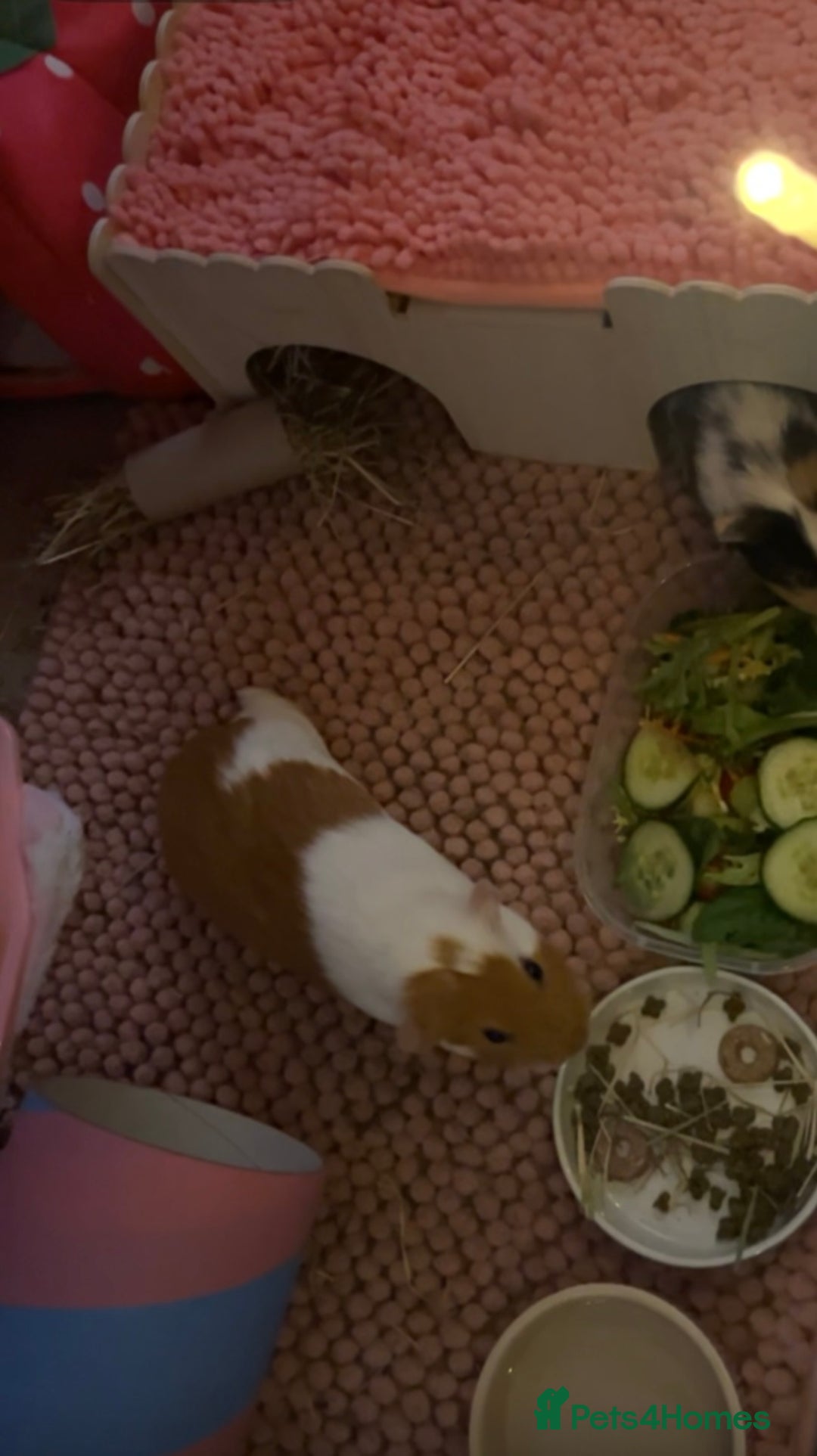 Guinea Pig rodents for sale: Female guinea pigs and bundle  - Advert 2