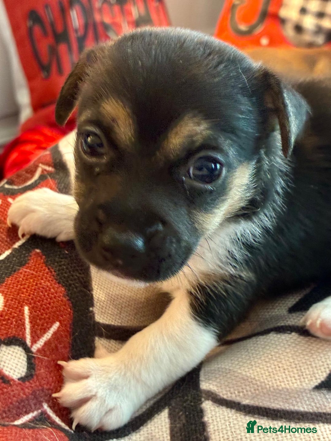 Jack Russell dogs for sale: Miniature Jack Russel Pups for sale - Advert 16