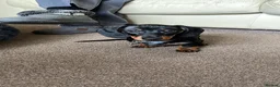 Dachshund dogs for stud: Daschund for stud in Nottingham - Advert 6