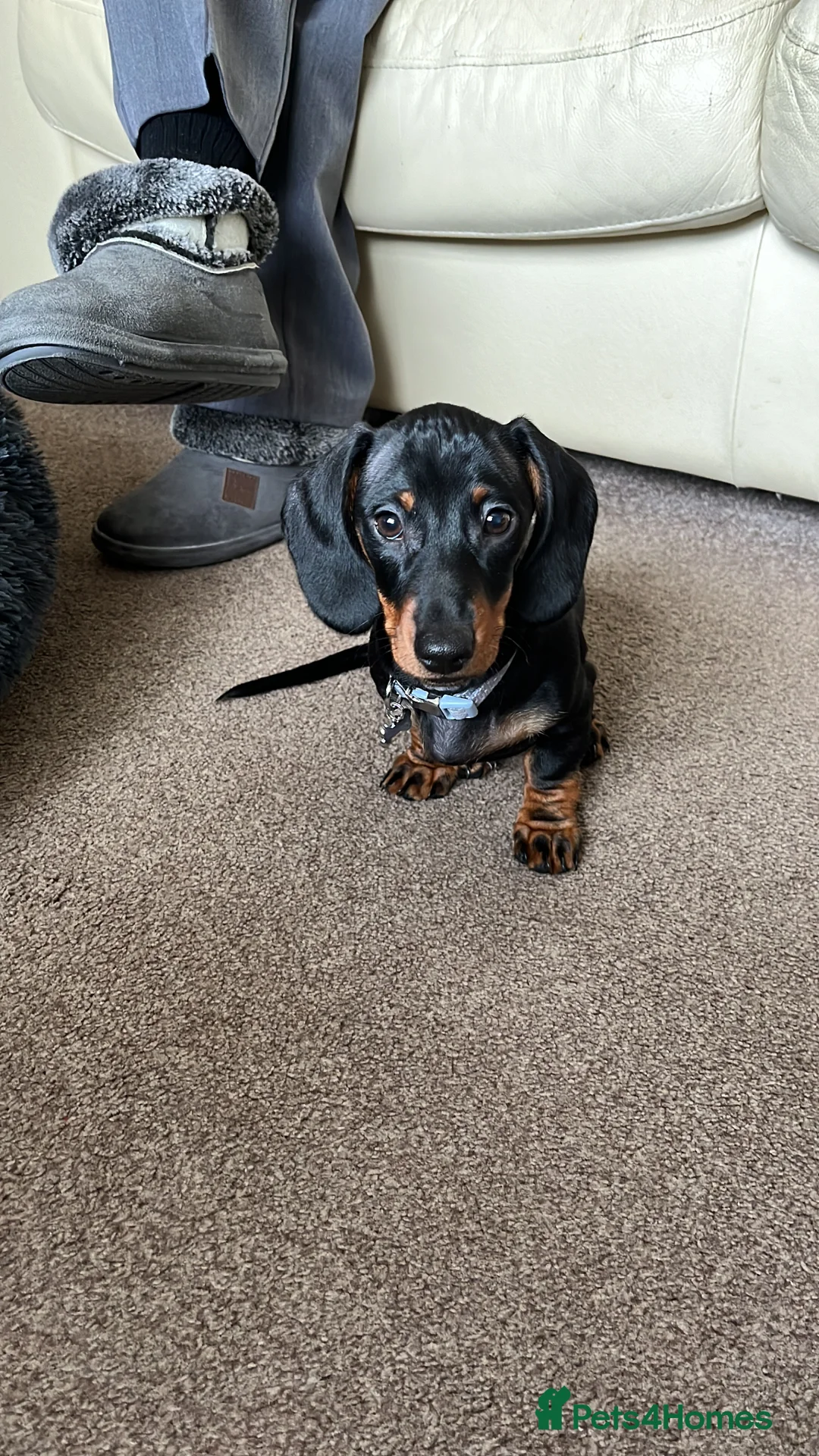 Dachshund dogs for stud: Daschund for stud in Nottingham - Advert 6