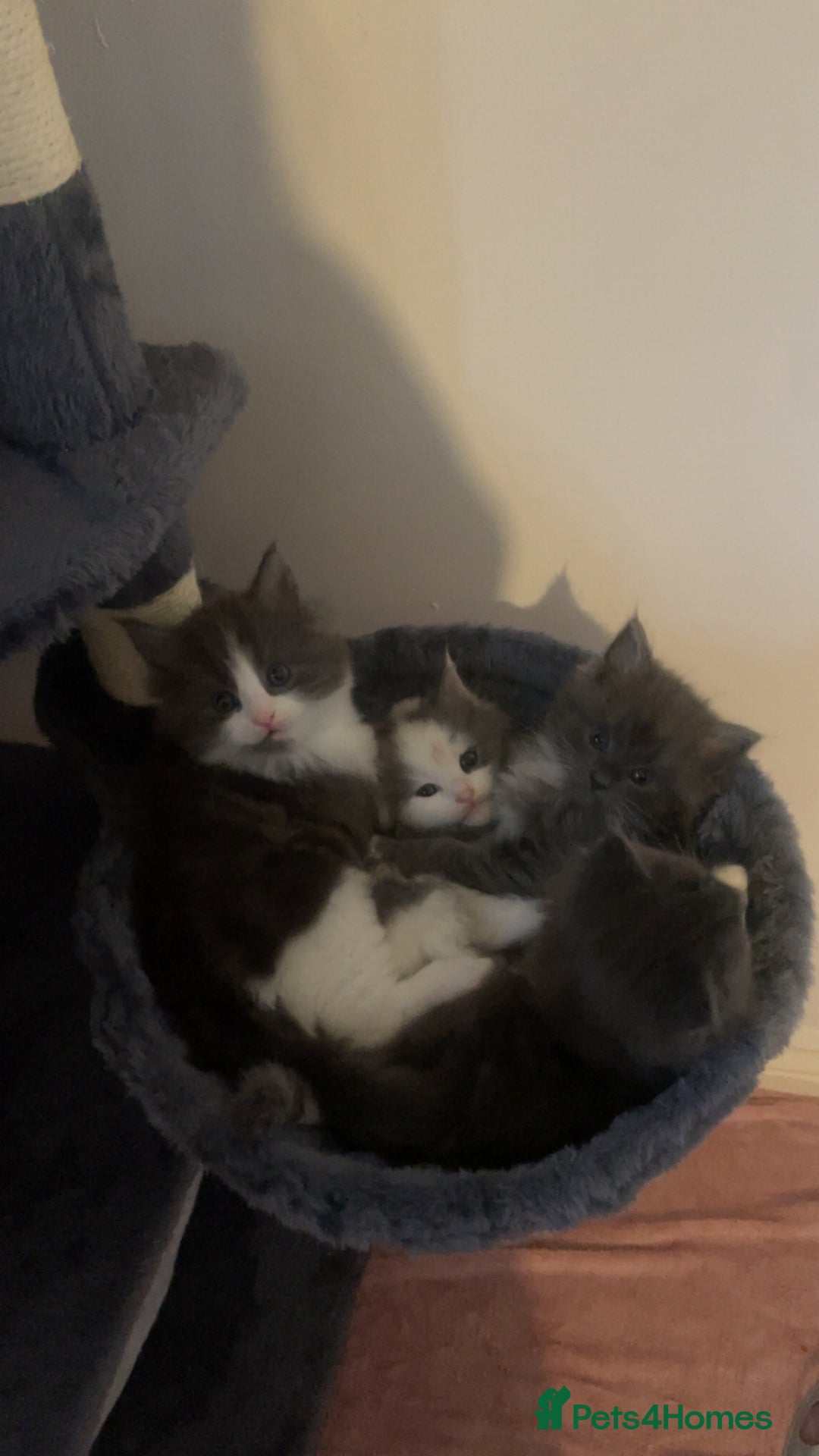 Ragdoll cats for sale: 4 maincoon x ragdoll kittens - Advert 5