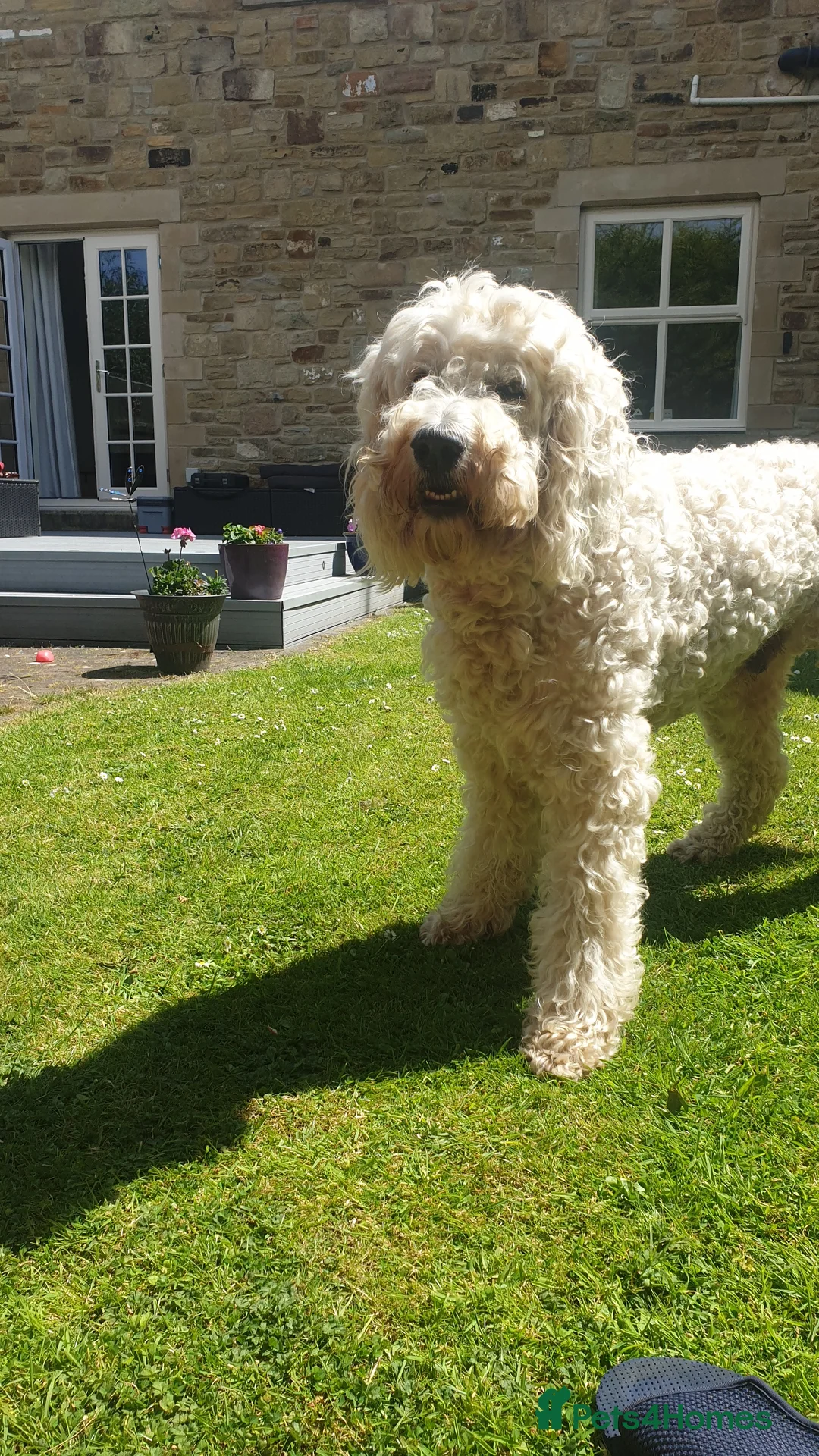 Goldendoodle dogs for stud: Golden doodle stud in Blaydon-on-Tyne - Advert 5