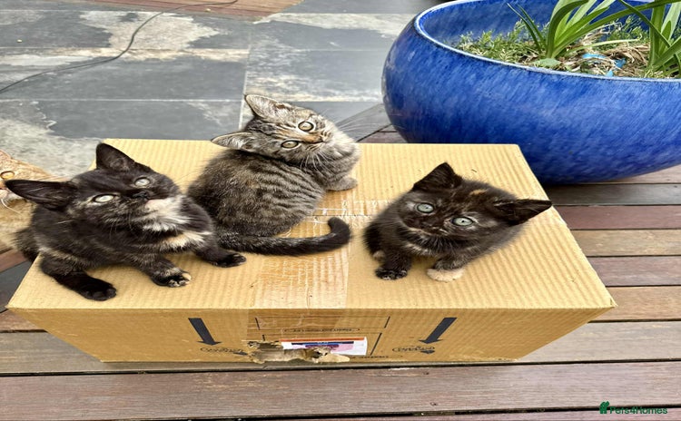 British Shorthair cats - Advert 4