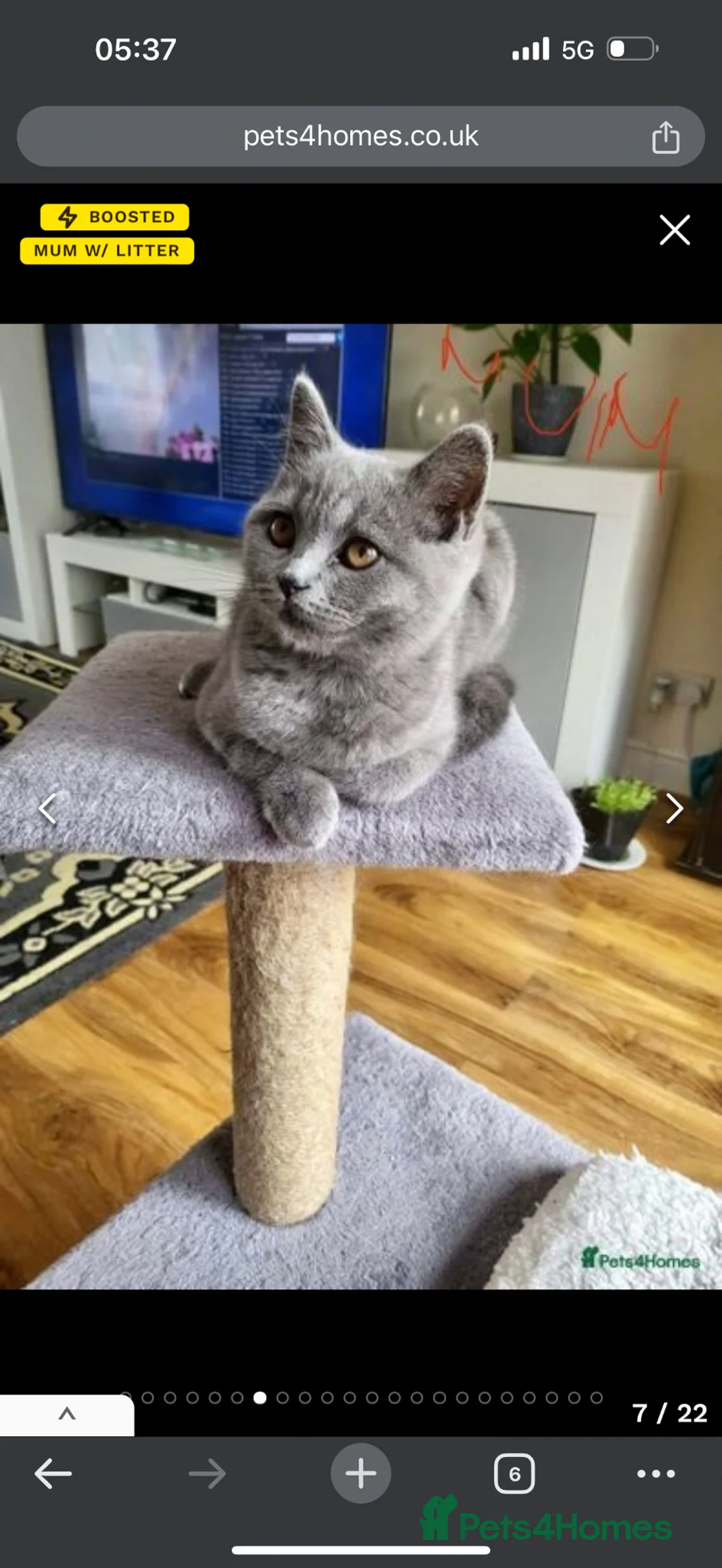 Scottish Fold cats for sale: Scottish fold - Advert 1