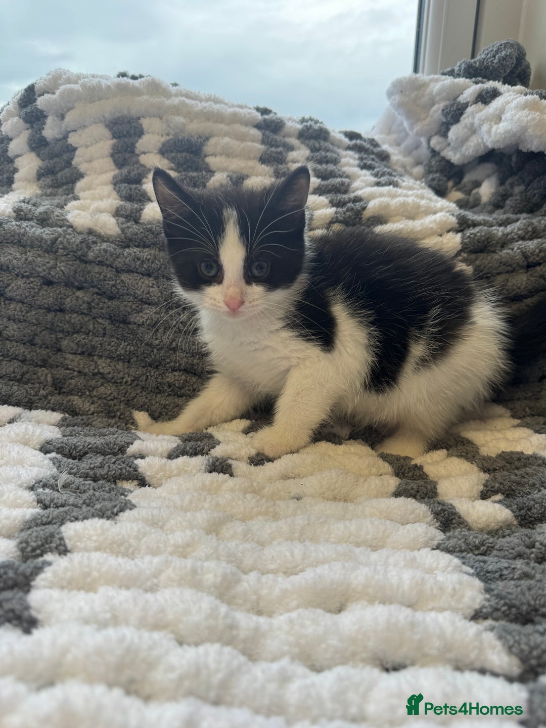 Mixed Breed cats for sale: 2 Kittens left ‼️ReadyToGo reduce price - Advert 8