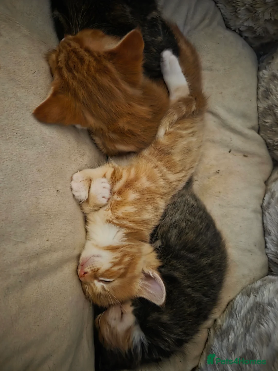 Mixed Breed cats for sale: Stunning male kitten - Advert 8