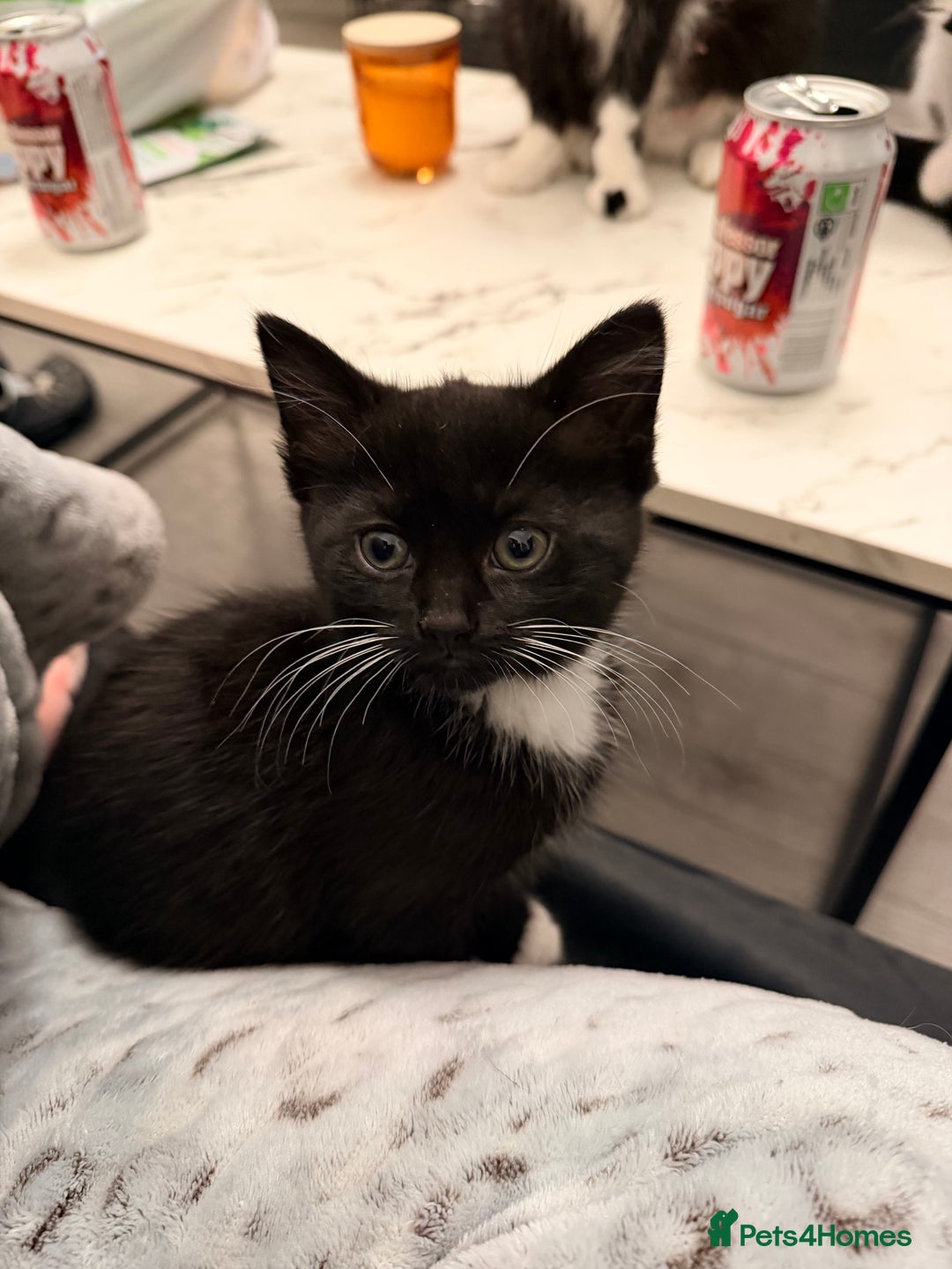 Mixed Breed cats for sale: Kittens for sale and ready for new homes - Advert 2