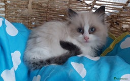 Ragdoll cats for sale: RAGDOLLS BICOLOUR BOY GIRLS BLUE EYES READY NOW  - Advert 25